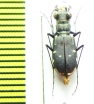 Cicindela rufiventris  USA - INSECTS-STORE.RU