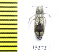 Ozotomerus japonicus  Russia, Far East - INSECTS-STORE.RU