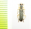 Cleridae sp. Laos - INSECTS-STORE.RU