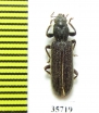Cleridae sp.  Tanzania - INSECTS-STORE.RU