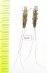 Cerambycidae sp.  South Africa Rep. - INSECTS-STORE.RU