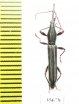 Brentidae sp.  Madagascar - INSECTS-STORE.RU