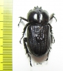 Phileurini sp.  Ecuador - INSECTS-STORE.RU