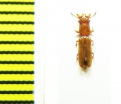 Prostomidae, Prostomis maroccana  Morocco - INSECTS-STORE.RU