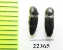 Eucnemidae sp.  Peru - INSECTS-STORE.RU