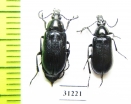 Tenebrionidae sp.  Morocco - INSECTS-STORE.RU