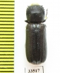 Bostrichidae sp.  Namibia - INSECTS-STORE.RU