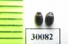 Trinodes hirtus  Poland - INSECTS-STORE.RU