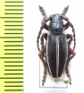 Dorcadion scabricolle  Armenia - INSECTS-STORE.RU