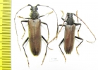 Cerambycidae sp.  Ecuador - INSECTS-STORE.RU