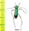 Chrysoprasis sp.  Argentina - INSECTS-STORE.RU