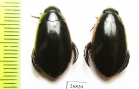 Dytiscidae sp.  South Africa Rep. - INSECTS-STORE.RU