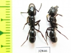 Formicidae sp.  South Africa Rep. - INSECTS-STORE.RU