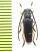 Phytoecia affinis boeberi  Armenia - INSECTS-STORE.RU