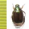 Rutelinae sp.  Indonesia, Kalimantan - INSECTS-STORE.RU