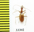 Aphaenops ochsi reymondi  France - INSECTS-STORE.RU