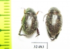 Rutelinae sp.  South Africa Rep. - INSECTS-STORE.RU