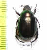 Anomala antiqua  Australia - INSECTS-STORE.RU