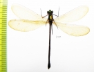 Odonata sp.  Indonesia, Java - INSECTS-STORE.RU
