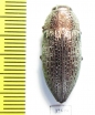 Lampetis mimosae  Iran, Khuzestan prov. - INSECTS-STORE.RU