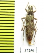 Cerambycidae sp.  South Africa Rep. - INSECTS-STORE.RU