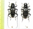 Acridoschema capricorne varians, pair  Congo - INSECTS-STORE.RU