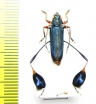Phyllocnema xanthopelma  Tanzania - INSECTS-STORE.RU