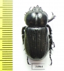 Phileurini sp.  Ecuador - INSECTS-STORE.RU