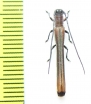 Cerambycidae sp.  Malaysia, Borneo - INSECTS-STORE.RU