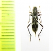 Demonax punctifemoralis  Thailand - INSECTS-STORE.RU