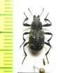 Tenebrionidae sp.  Vietnam - INSECTS-STORE.RU