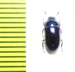 Tenebrionidae sp.  Indonesia, Papua - INSECTS-STORE.RU