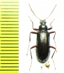 Tenebrionidae sp.  Malaysia - INSECTS-STORE.RU