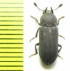Cryphaeus sp.  Malaysia - INSECTS-STORE.RU