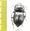 Sarothropus kiritshenkoi  Uzbekistan - INSECTS-STORE.RU