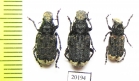 Platyrhinus resinosus  Russia, Tver reg. - INSECTS-STORE.RU