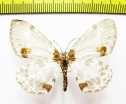 Geometridae sp.  Nepal - INSECTS-STORE.RU