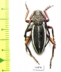 Dorcadion brunneicolle  Iran, Lorestan prov. - INSECTS-STORE.RU
