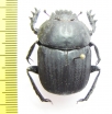 Kheper sp.  Namibia - INSECTS-STORE.RU