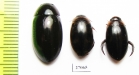 Dytiscidae sp.  South Africa Rep. - INSECTS-STORE.RU