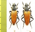 Corymbia variicornis  Russia, Far East - INSECTS-STORE.RU