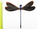 Odonata sp.  Indonesia, Java - INSECTS-STORE.RU