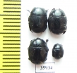Histeridae sp.  Tanzania - INSECTS-STORE.RU