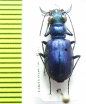 Cicindela scutellaris unicolor  USA - INSECTS-STORE.RU