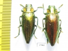 Buprestidae sp.  Indonesia, Ceram isl. - INSECTS-STORE.RU