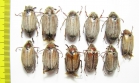 Melolontha hippocastani  Russia, Tver reg. - INSECTS-STORE.RU