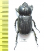 Phileurini sp.  Ecuador - INSECTS-STORE.RU