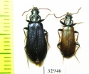 Pythidae, Pytho depressus  Russia, Tver reg. - INSECTS-STORE.RU