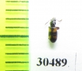 Salpingidae sp.  Madagascar - INSECTS-STORE.RU