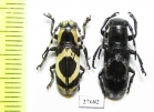 Callimetopus illecebrosus  Indonesia, Sulawesi - INSECTS-STORE.RU